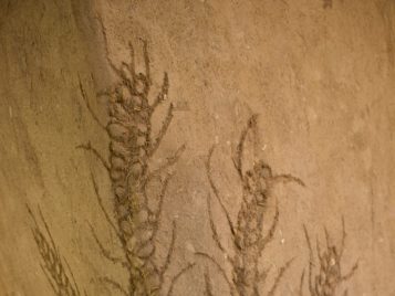 Five slender wheat stalks carved into the adobe are shown.